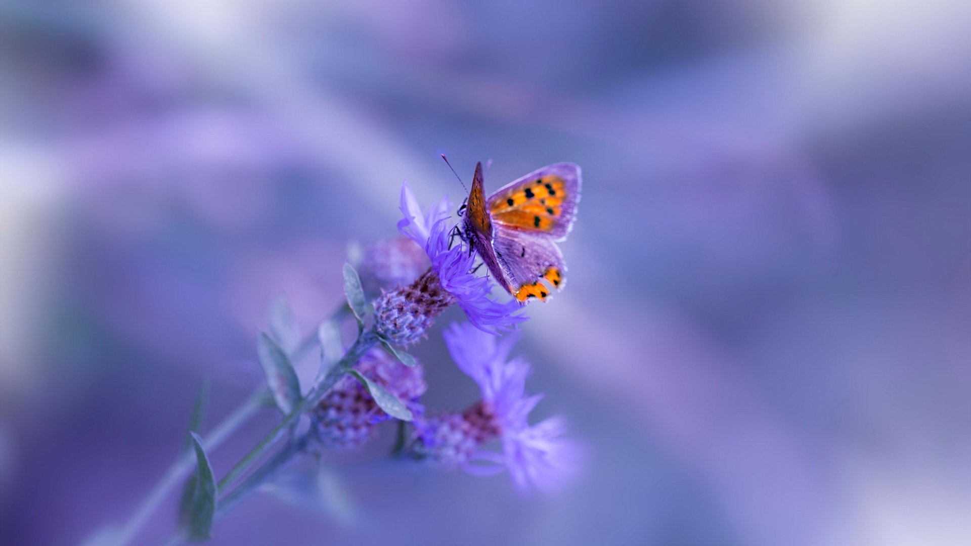 PSG着手重建阵容,力争东山再起,psg队员介绍