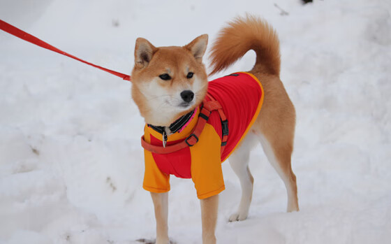 九游娱乐app-主场氛围是否是真正决定五大联赛胜率的秘密武器，五大联赛主场胜率最高的球队