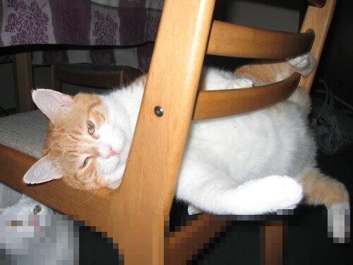 体育新闻中心协助地方体育局数字传播能力提升，撰写一份体育传播活动中新媒体使用情况调查报告