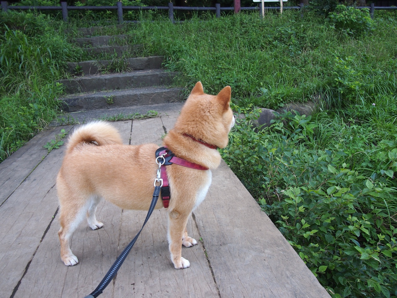 球迷担心球队士气流失,尤其面对国际大赛舞台,球迷认为球队现在出现的