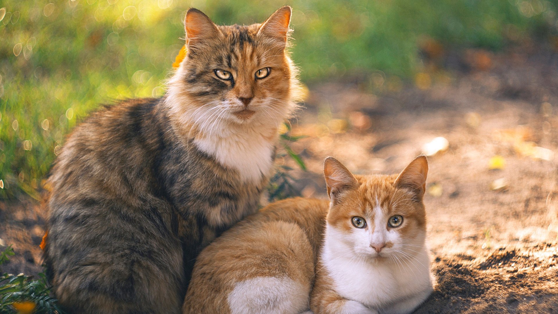 防守球员传球方向偏好是否影响整队推进路径，传球碰到防守球员越位吗