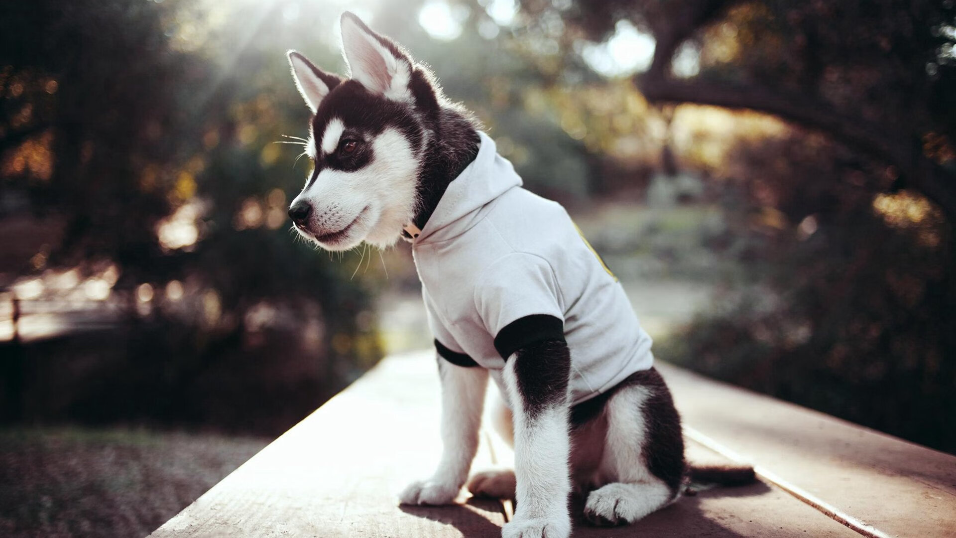 中国篮协与科技公司合作打造智能战术系统,中国篮协技术部