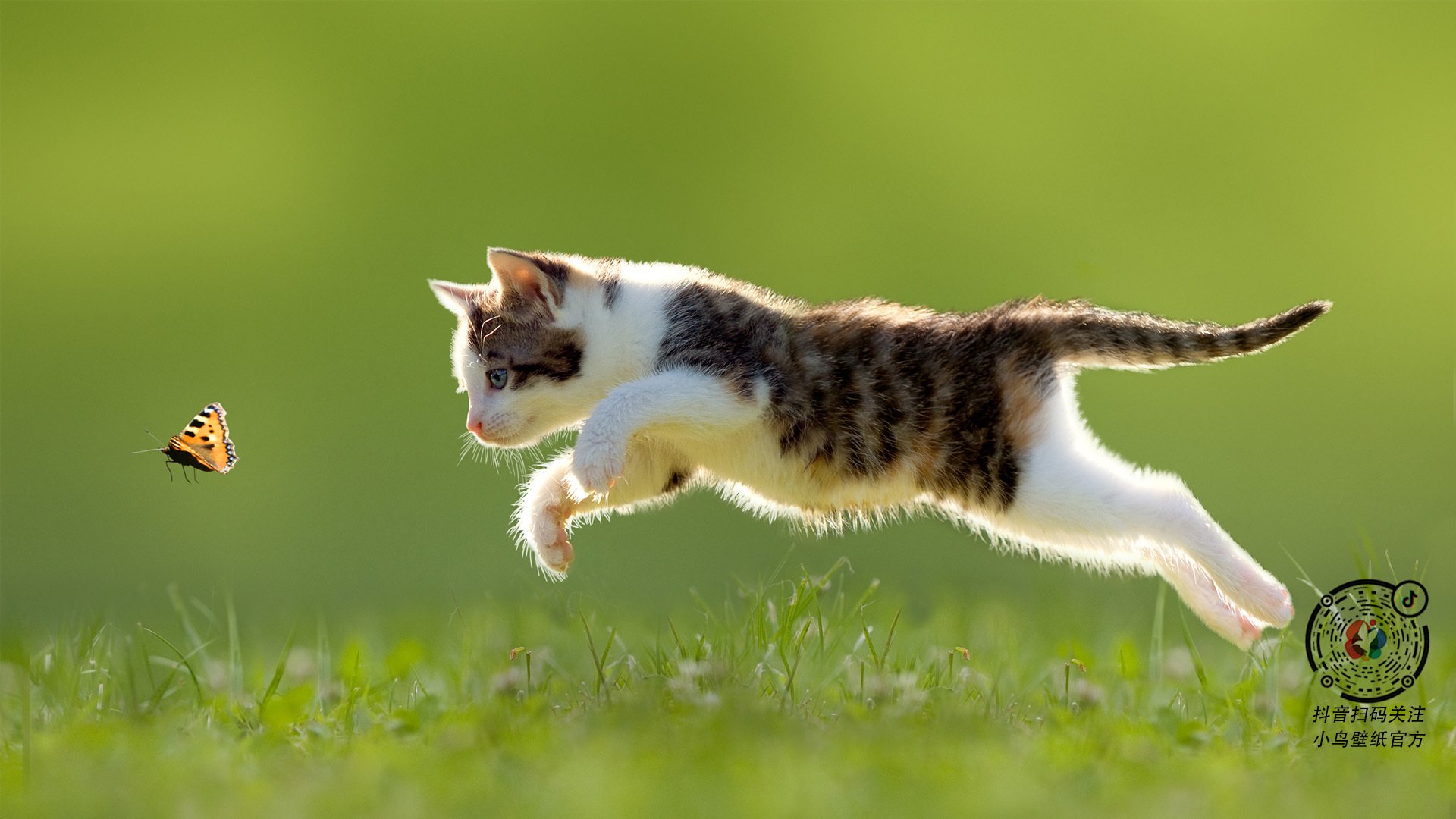 全黑队在橄榄球锦标赛中凭借极高的战术执行力获得领先,橄榄球全黑队什么意思