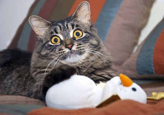 九游体育-威尔士政府加大对橄榄球的投入和支持，威尔士政府加大对橄榄球的投入和支持力度